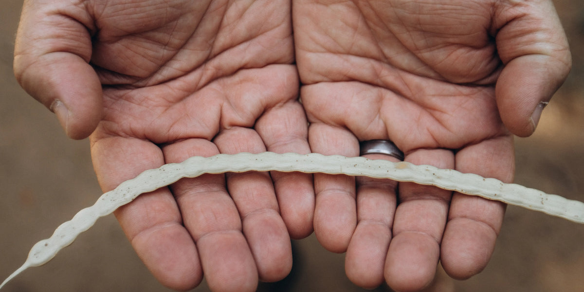The Sustainability of MannaBrew: A Coffee Alternative for a Greener Future