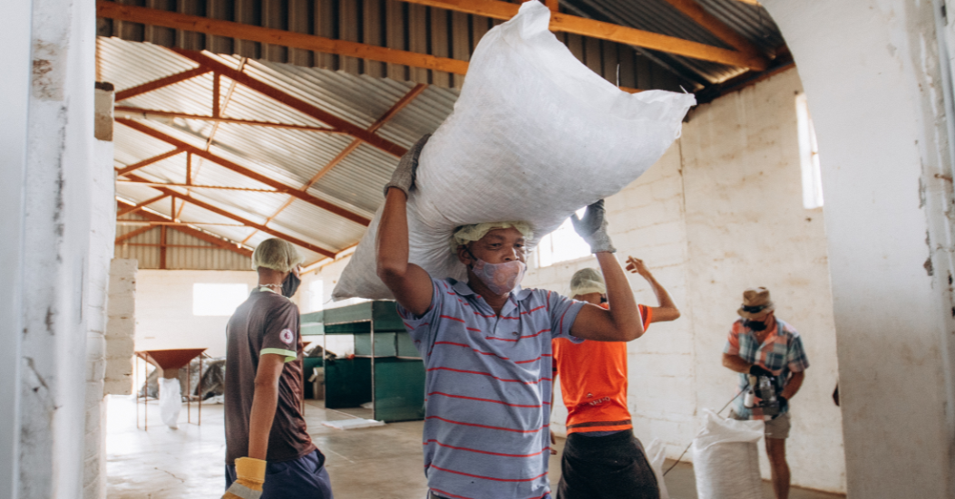 From Invasive Tree to Rural Income: The Story Behind MannaBrew