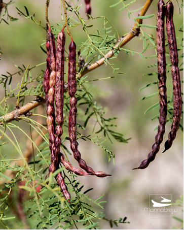 Mesquite in the United States