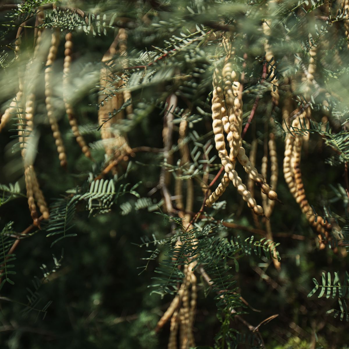 Stopping the Spread of Mesquite Trees